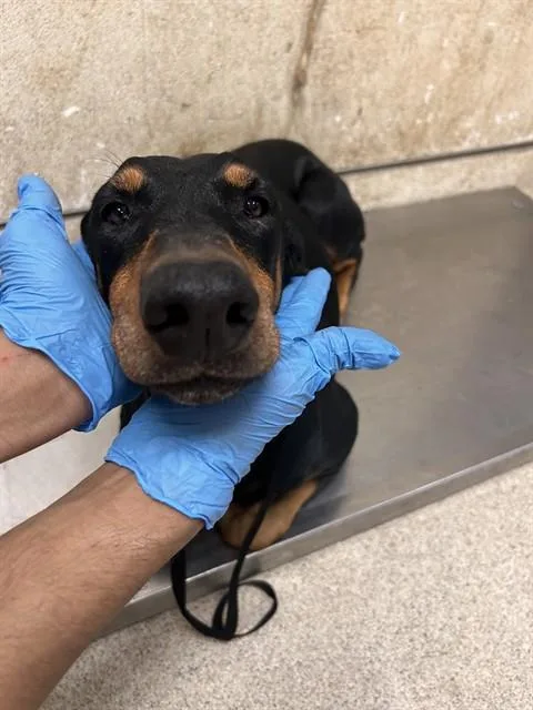 An adult medium-sized female Doberman Pinscher dog named Dior for adoption in Riverside, CA