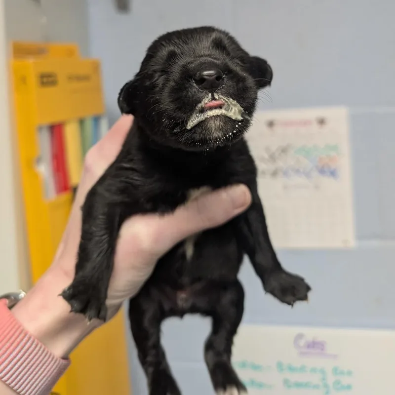A baby medium-sized male Black Mixed Breed dog named Mario for adoption in DeKalb, IL