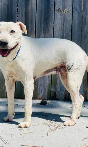 An adult medium-sized female Pit Bull Terrier dog named AC" Dotty" for adoption in Conyers, GA