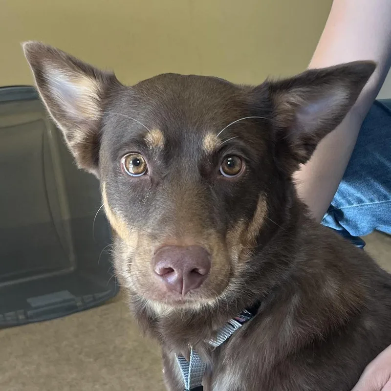 An adult medium-sized female Red / Chestnut / Orange Australian Shepherd dog named Reese for adoption in Palm Springs, CA