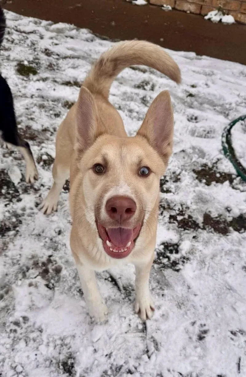 A young medium-sized male Apricot / Beige Husky dog named Beetlejuice for adoption in Tomball, TX