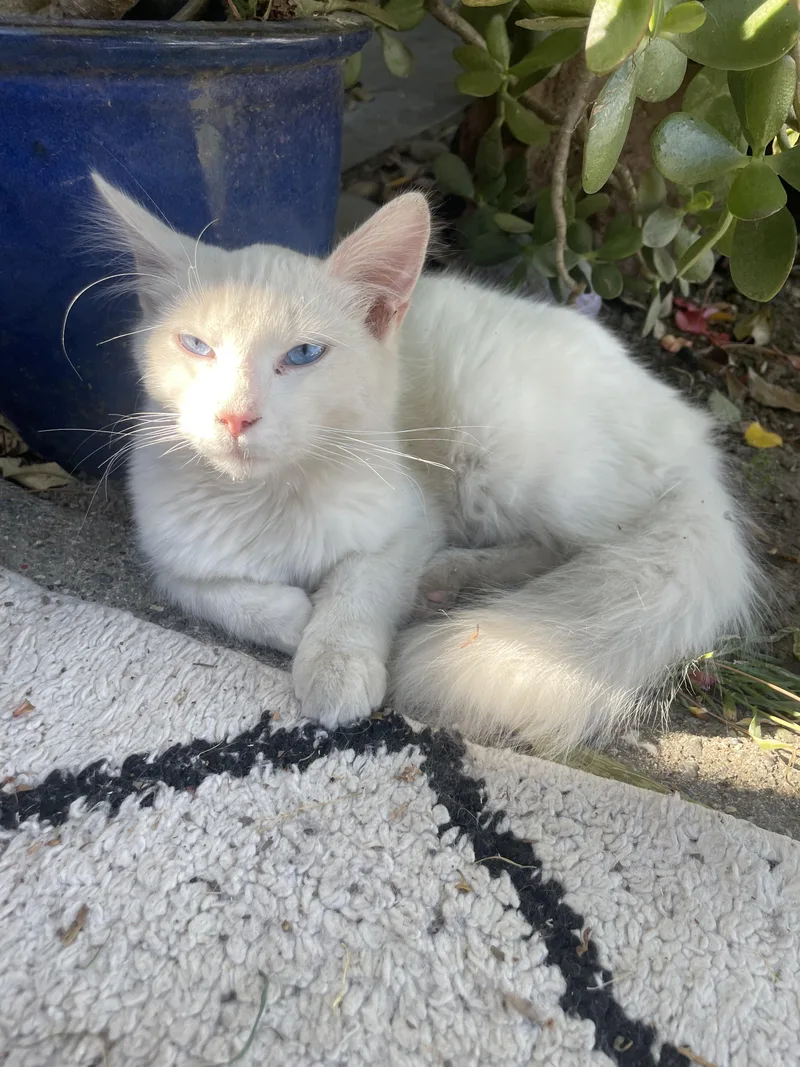 Snowball thumbnail 2