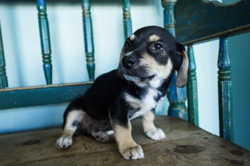 A baby medium-sized male Bicolor Chihuahua dog named Felix for adoption in San Antonio, TX