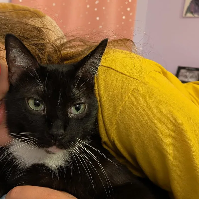 An adult medium-sized male Black Domestic Short Hair cat named Keurig for adoption in Evanston, IL