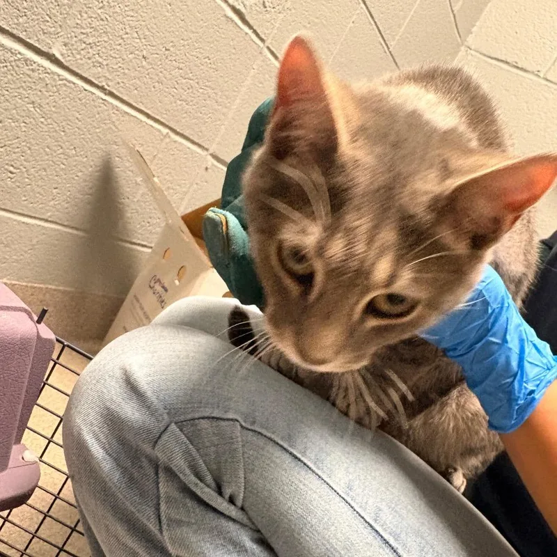 A young medium-sized male Gray / Blue / Silver Domestic Short Hair cat named Diglett for adoption in Allentown, PA