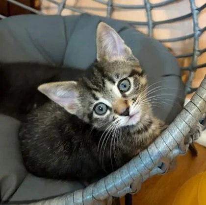 A baby small-sized female Domestic Short Hair cat named Vivienne for adoption in Wheaton, IL