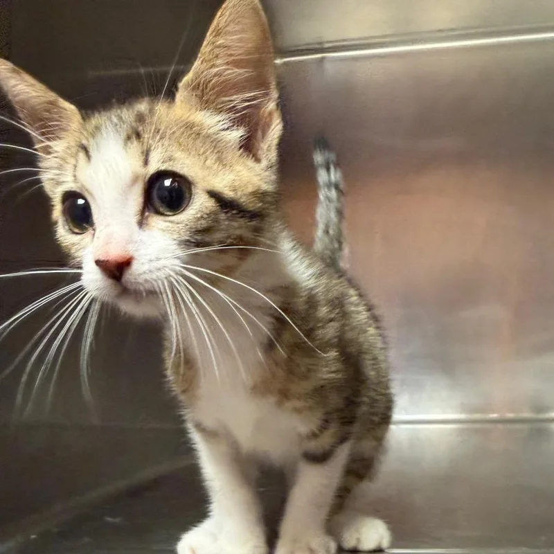 A baby small-sized female Brown / Chocolate American Shorthair cat named Gabby for adoption in Hamilton, GA