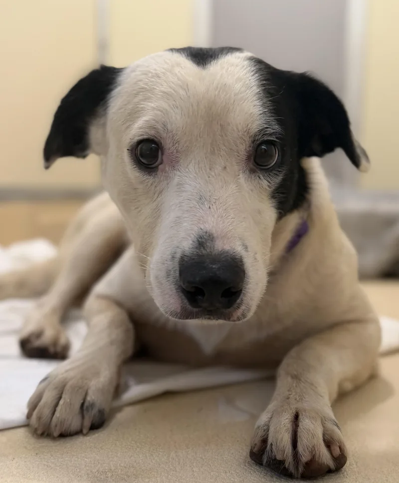 An adult medium-sized male Retriever dog named Scout for adoption in Pawleys Island, SC