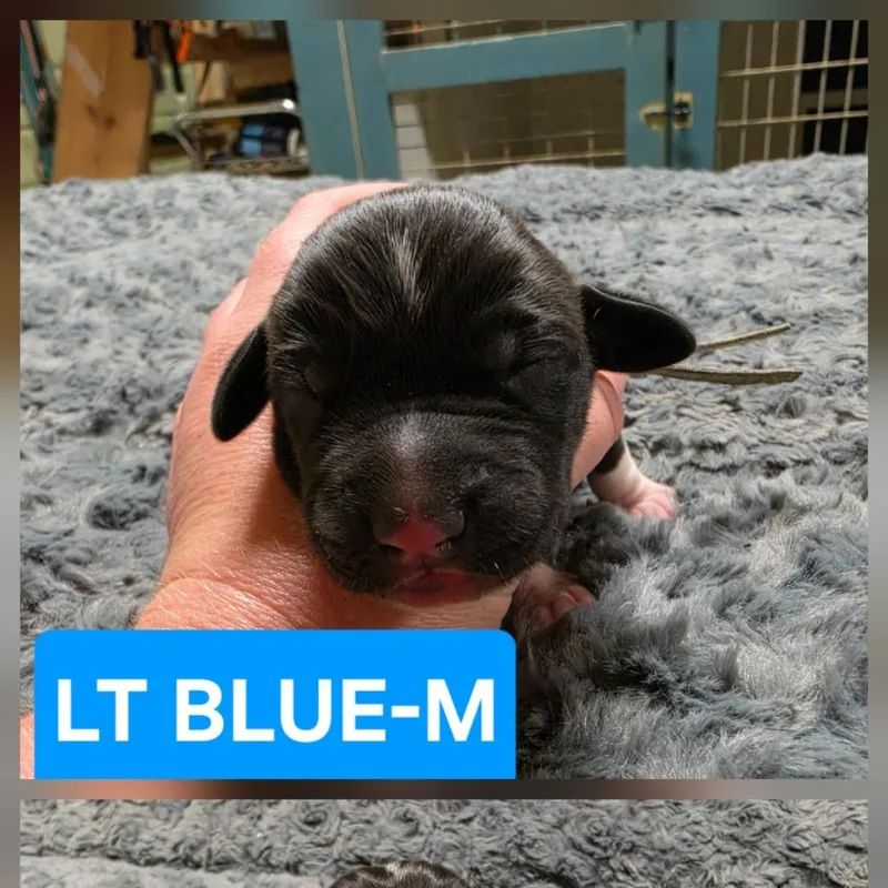 A baby small-sized male Bluetick Coonhound dog named Franklin II for adoption in Chesapeake, VA