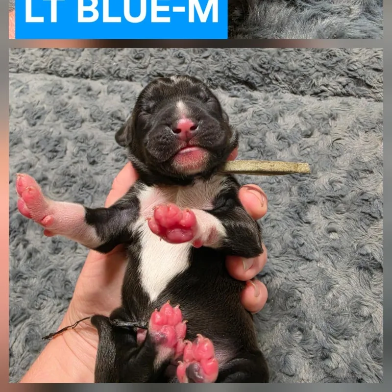 Franklin II thumbnail 3