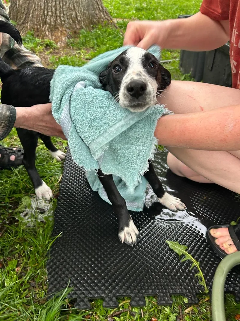 A baby medium-sized female Black Bluetick Coonhound dog named Keylee for adoption in Mora, MN