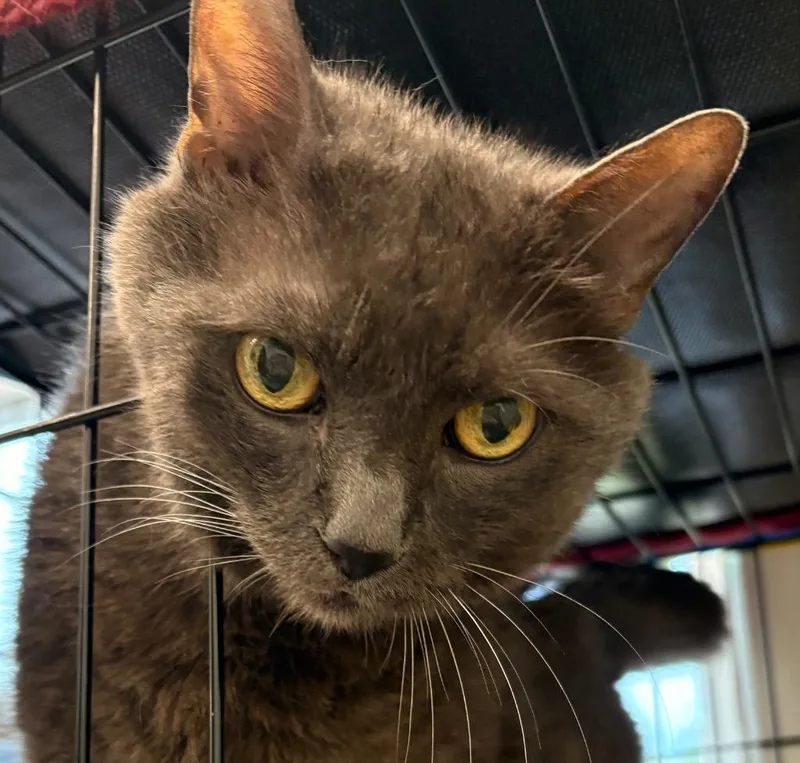 A senior medium-sized male Russian Blue cat named Cassius Clay for adoption in Cumberland, ME