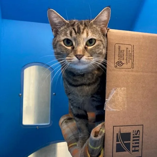 An adult medium-sized female Domestic Short Hair cat named Mia for adoption in Boston, MA