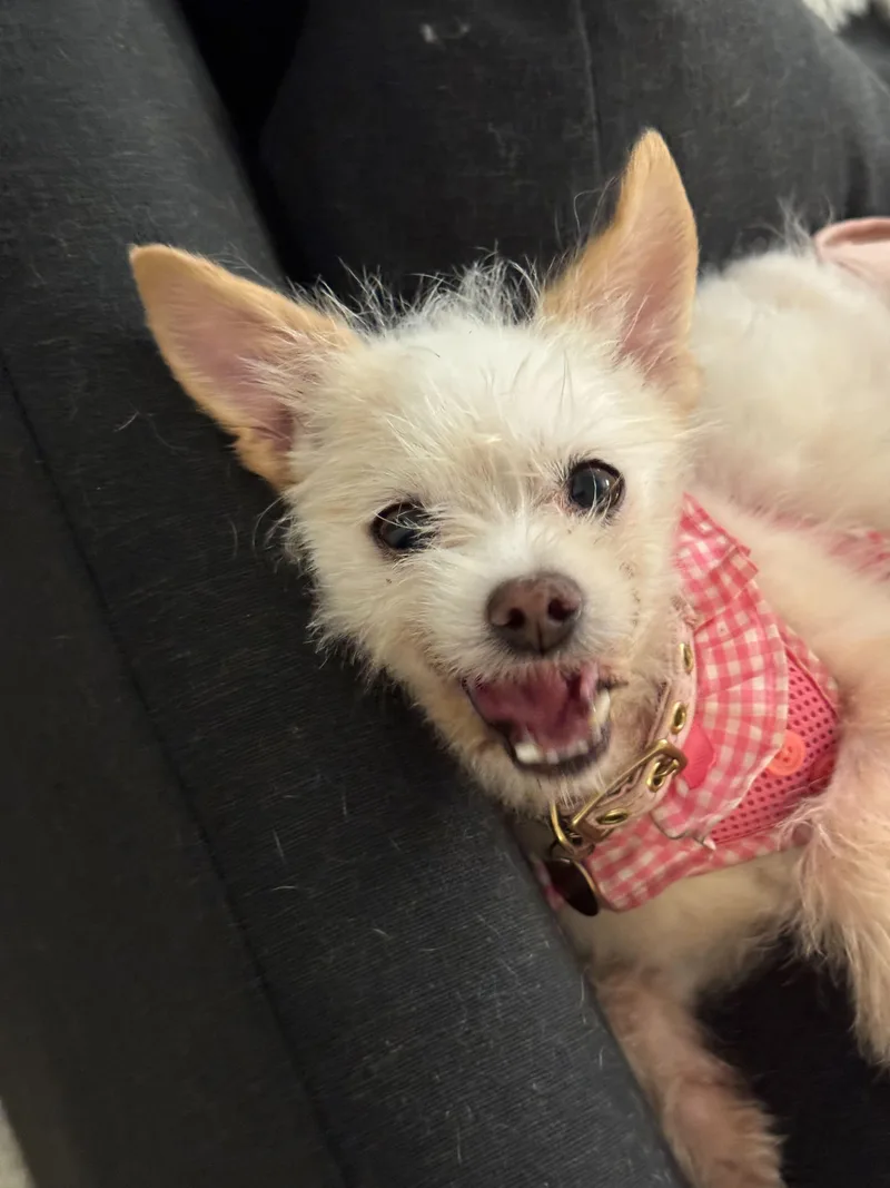 A senior small-sized female White / Cream Pomeranian dog named Phyllis for adoption in West Hollywood, CA