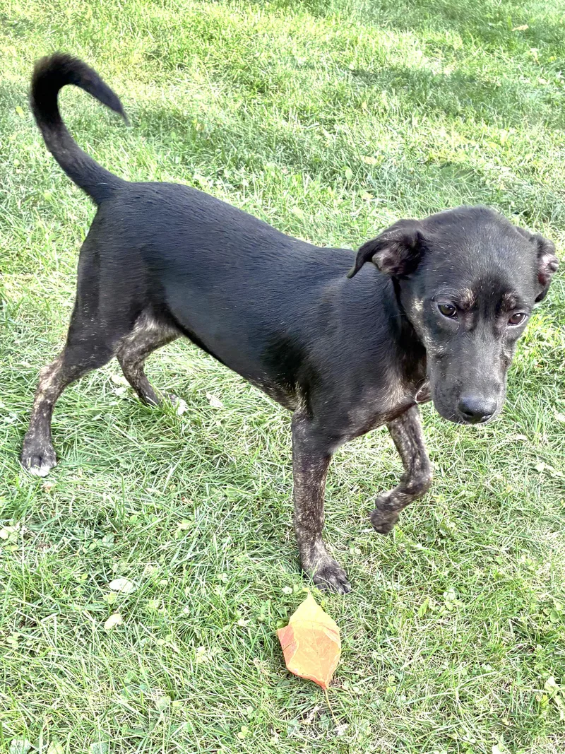 A baby medium-sized female Retriever dog named Yolanna for adoption in West Chicago, IL