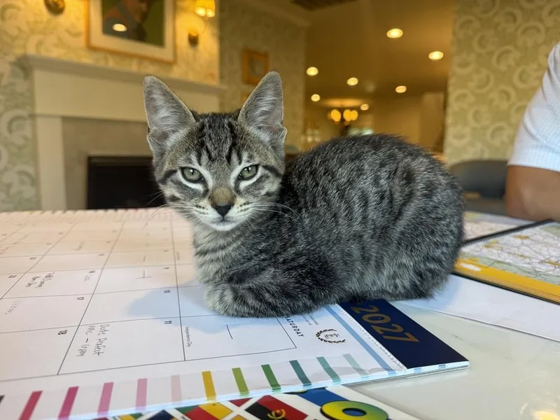 A baby small-sized male Brown / Chocolate Tabby cat named Timber for adoption in Dallas, TX