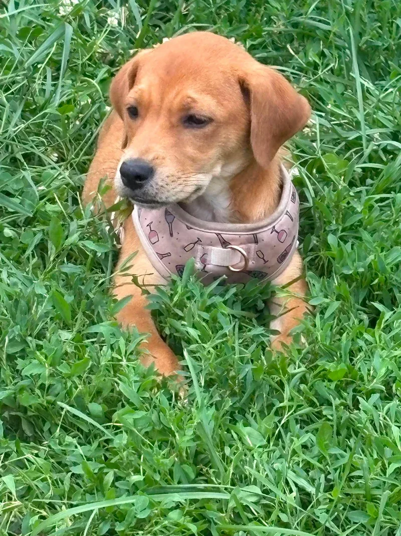 A baby medium-sized female Golden Mixed Breed dog named Ella for adoption in Rockford, IL