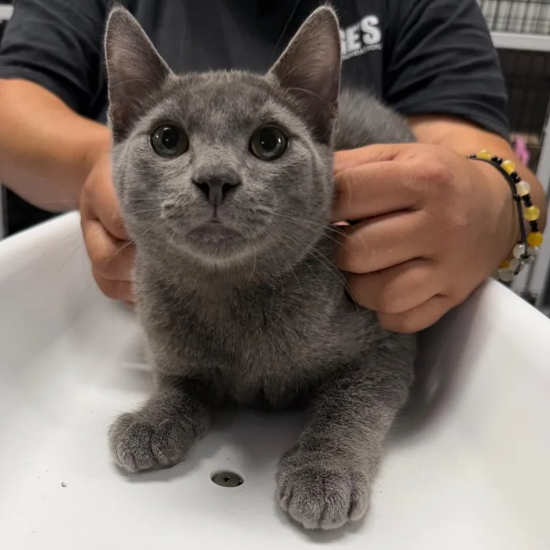 A baby small-sized male Gray / Blue / Silver Domestic Short Hair cat named Asbestos for adoption in Waynesville, NC