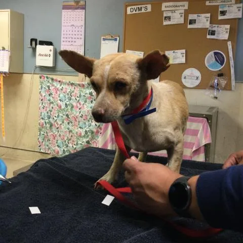 An adult small-sized male Chihuahua dog named Archie for adoption in Riverside, CA