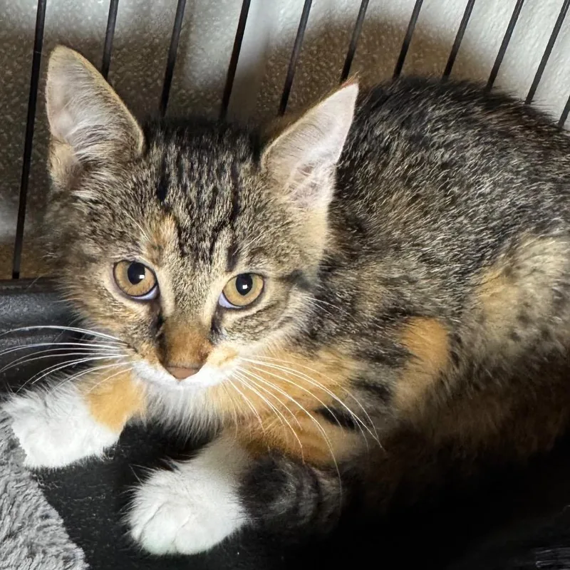 A baby small-sized female Domestic Short Hair cat named Indie for adoption in Saginaw, MI
