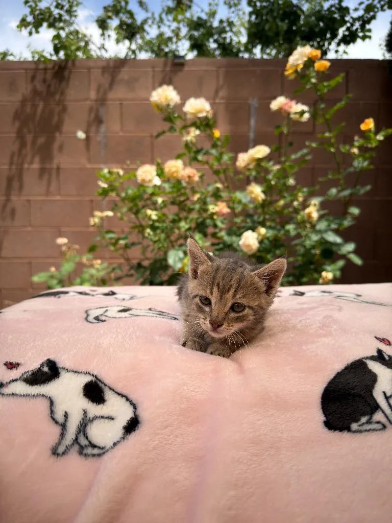 A baby small-sized male Domestic Short Hair cat named Dewey for adoption in La Verkin, UT