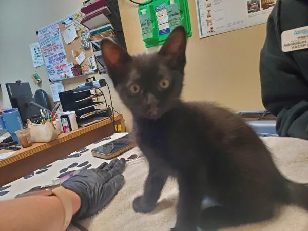 A baby small-sized female Domestic Short Hair cat named Ms. Curiosity for adoption in Oceanside, CA