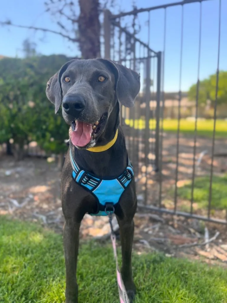 An adult extra large-sized male Weimaraner dog named Hades for adoption in Los Angeles, CA