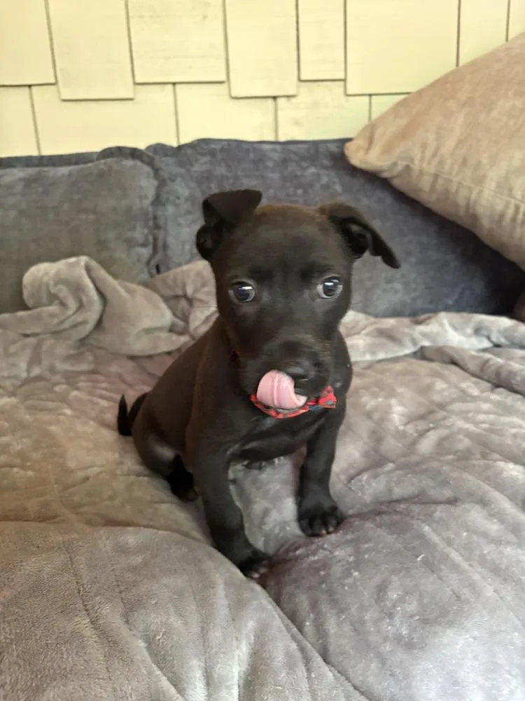 A baby small-sized male Black Labrador Retriever dog named Yogi for adoption in Gillsville, GA