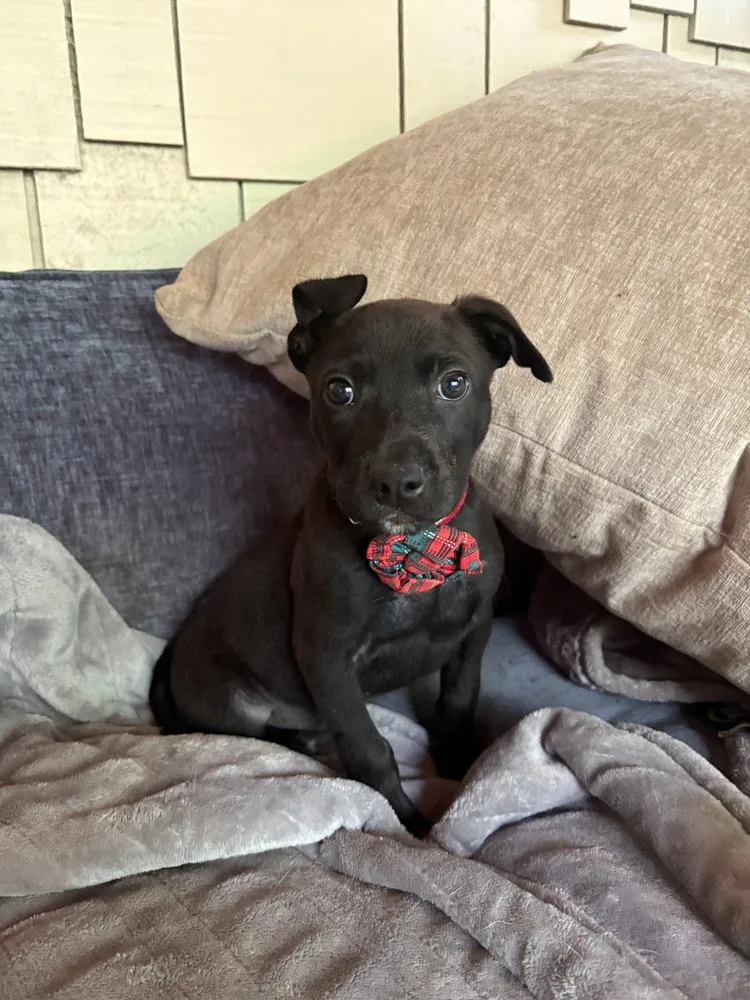 Yogi thumbnail 2