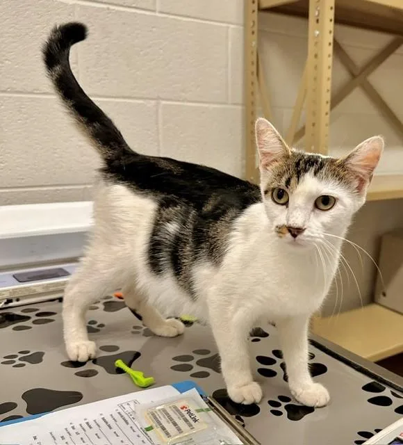 A young medium-sized female Domestic Short Hair cat named Serendipity for adoption in Derwood, MD