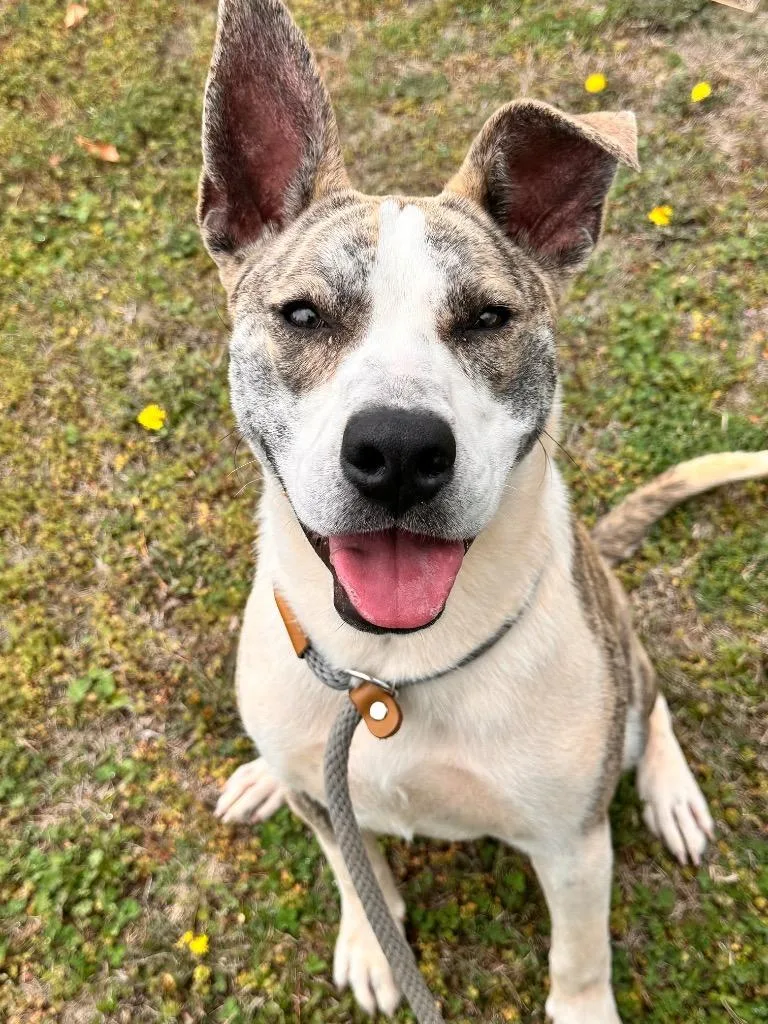 Delilah