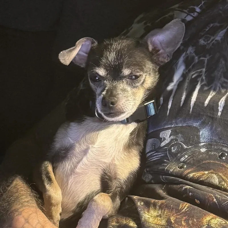 A senior small-sized male Black Chihuahua dog named Squirt for adoption in Houston, TX