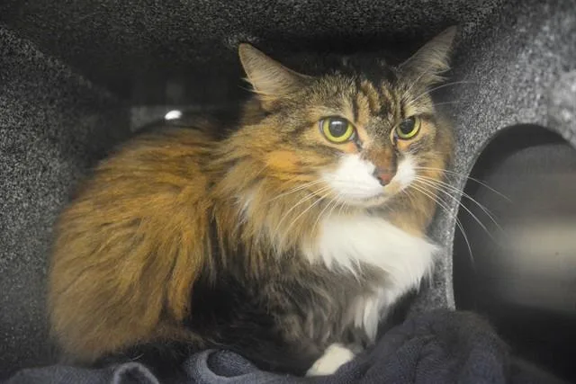 An adult small-sized female Domestic Long Hair cat named Pumpkin for adoption in Colorado Springs, CO