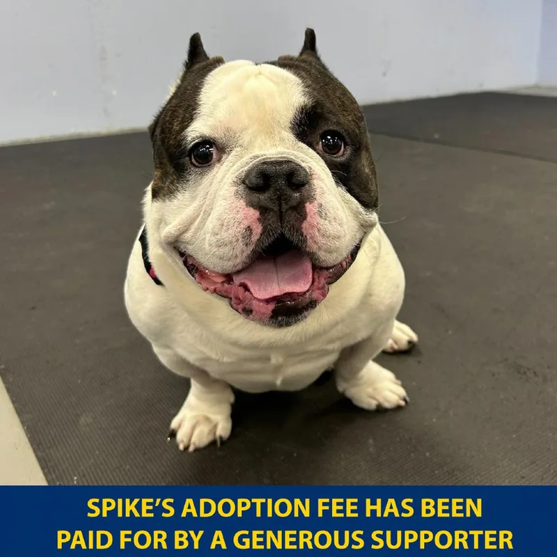 An adult medium-sized male White / Cream Pit Bull Terrier dog named Spike for adoption in Wantagh, NY