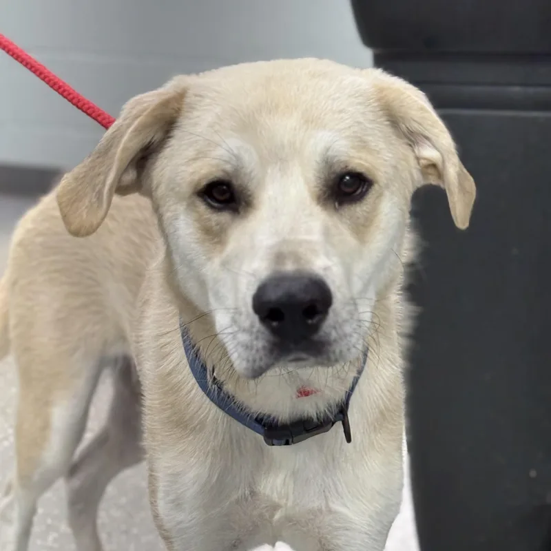 A young large-sized male White / Cream Labrador Retriever dog named Happy Gilmore for adoption in Bardstown, KY