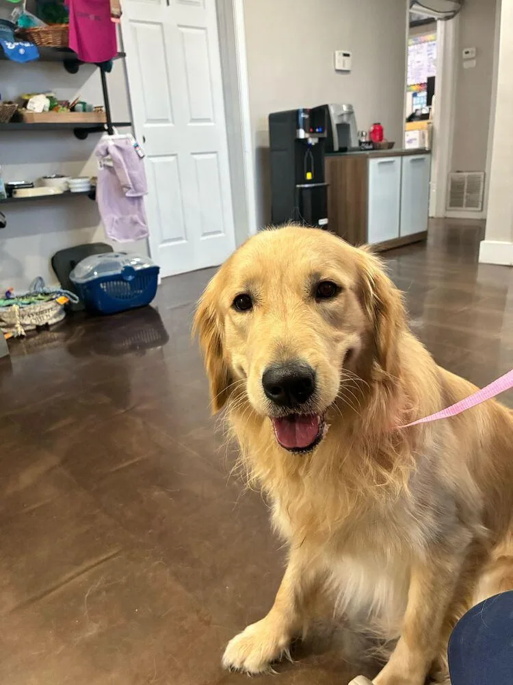 A baby medium-sized male Golden Retriever dog named Wrigley for adoption in Marietta, GA