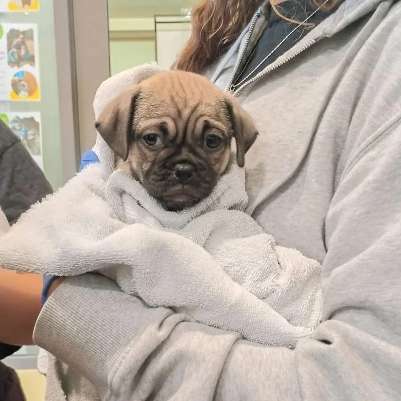 A baby small-sized male Yellow / Tan / Blond / Fawn Pug dog named Dapper for adoption in Lynchburg, VA