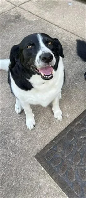 An adult medium-sized male Border Collie dog named Remi for adoption in Saint Peters, MO