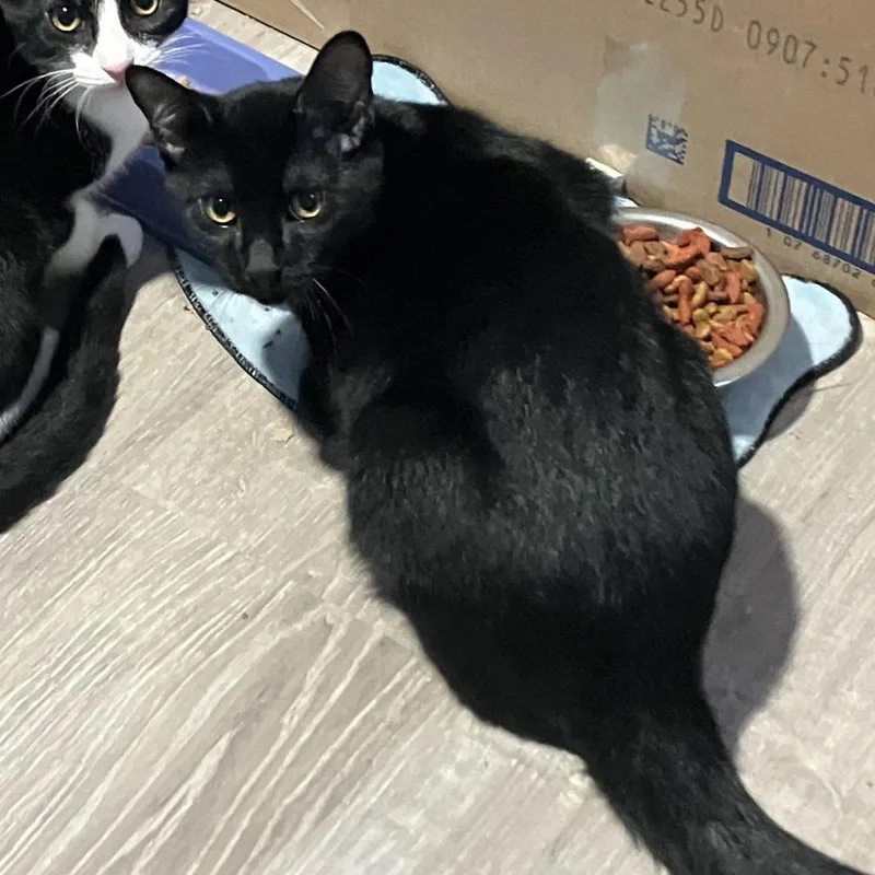 A young small-sized male Black Domestic Short Hair cat named Dickens for adoption in Abingdon, MD