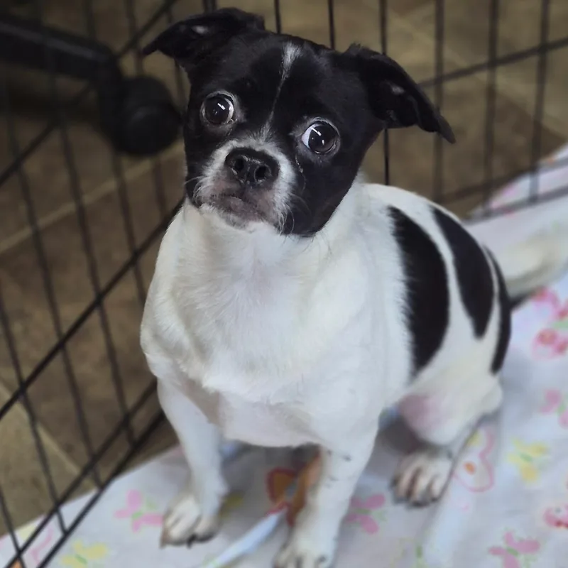 A young small-sized female Black Pug dog named Rosie for adoption in Los Angeles, CA