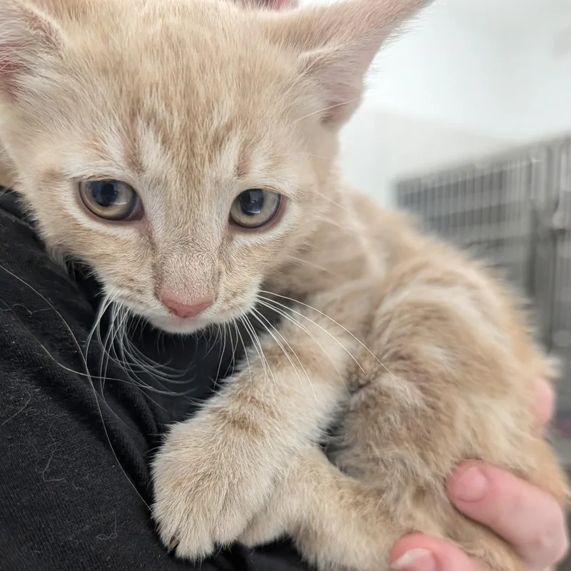 A baby small-sized male Orange / Red Domestic Short Hair cat named Skarsgard for adoption in Winston Salem, NC