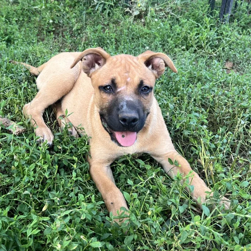 A baby medium-sized female Yellow / Tan / Blond / Fawn Mixed Breed dog named Kwazi for adoption in Brownsboro, AL