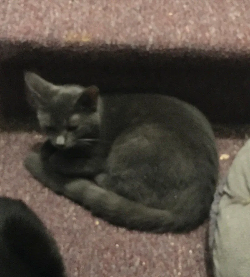 An adult medium-sized female Gray / Blue / Silver Domestic Short Hair cat named Alison Bonded With Sheri for adoption in Macedonia, OH