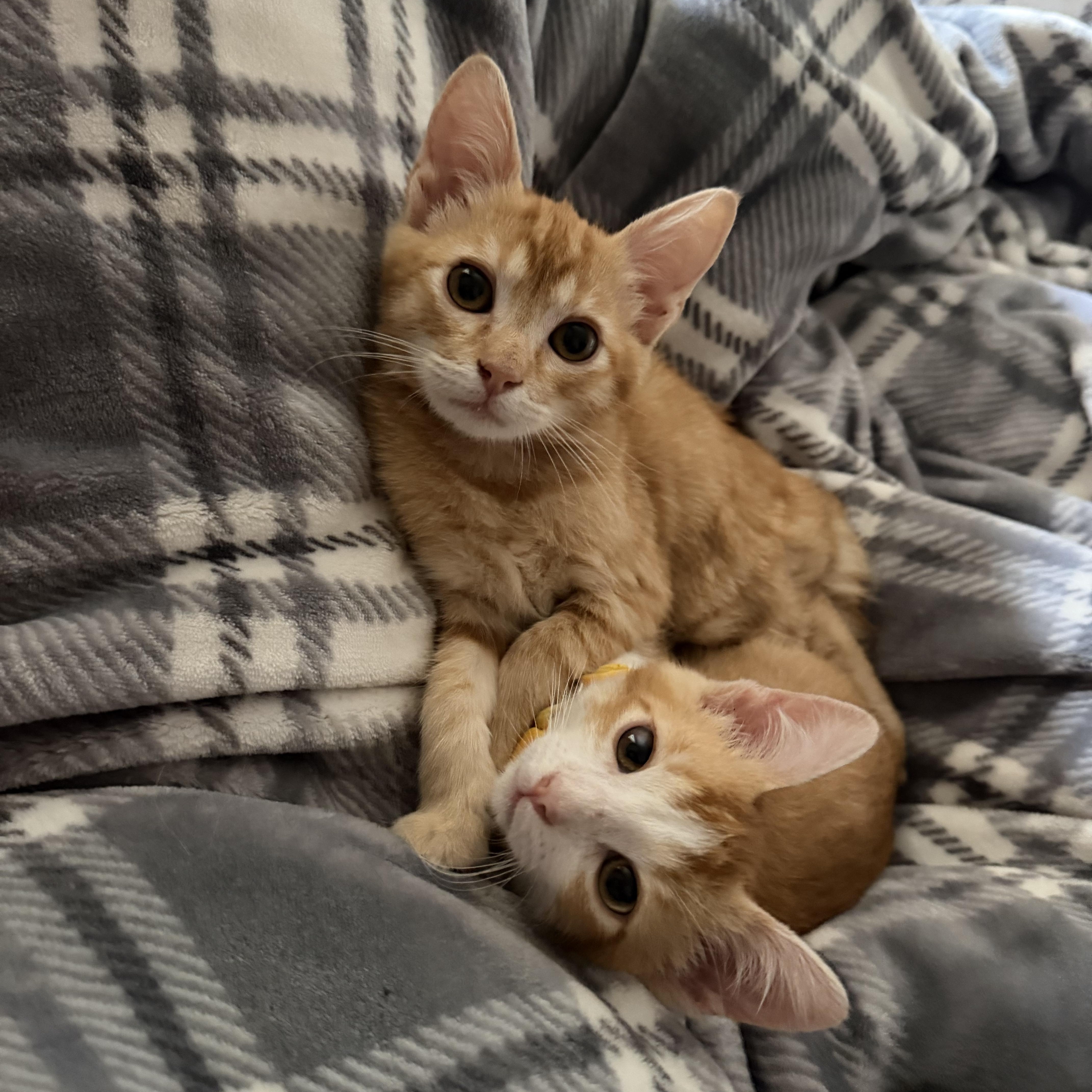 A baby small-sized male Orange & White Domestic Short Hair cat named Ollie for adoption in Hollister, CA