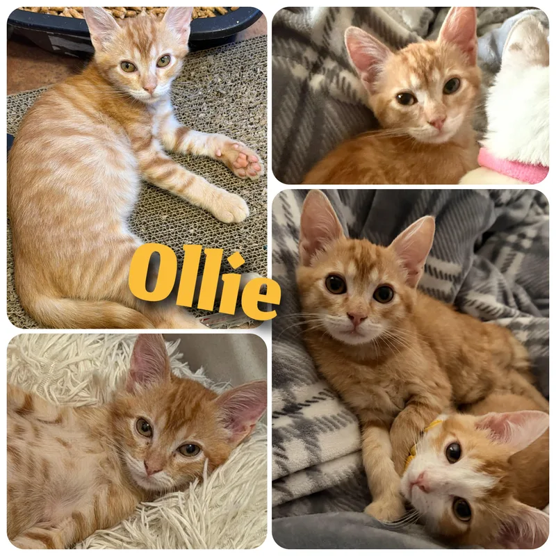 Ollie thumbnail 4
