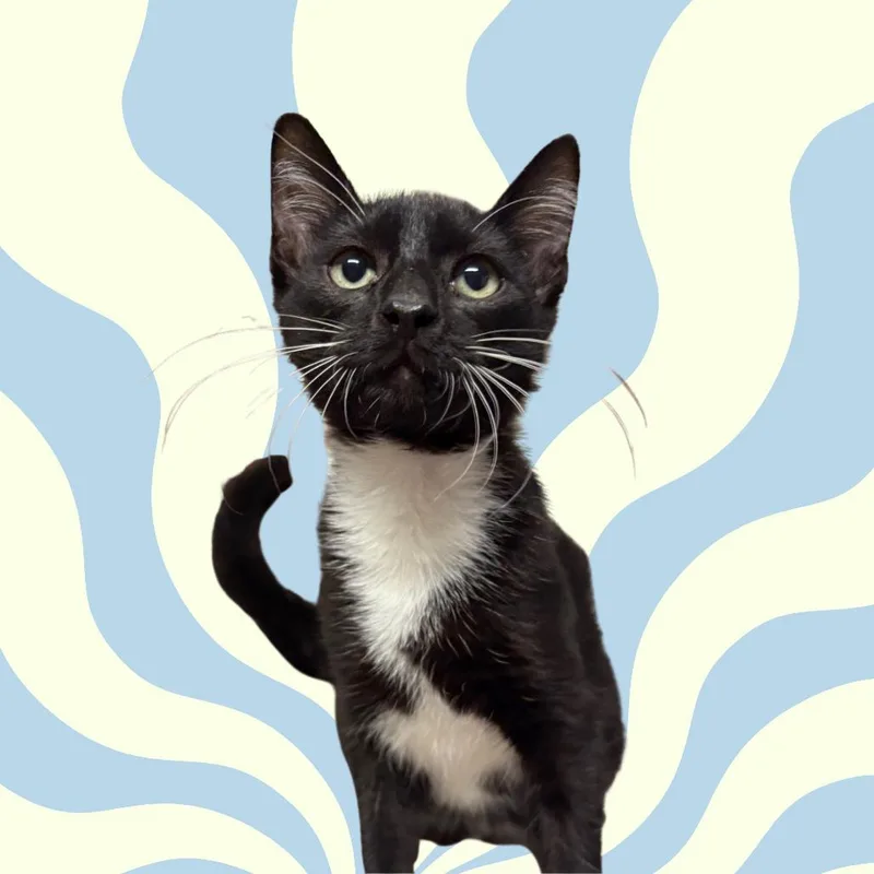 A young medium-sized male Black Domestic Short Hair cat named Lucas for adoption in Laredo, TX