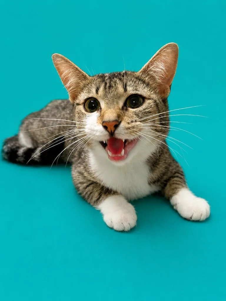 A young medium-sized female Domestic Short Hair cat named Luna for adoption in Detroit, MI
