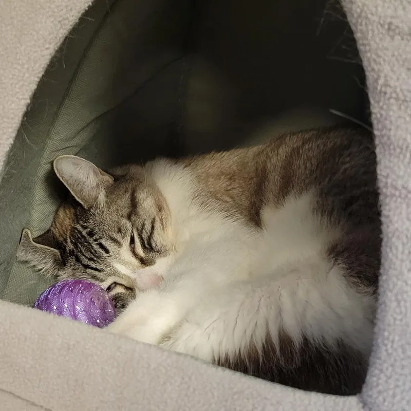 A senior medium-sized male White Domestic Short Hair cat named Boydie for adoption in Tempe, AZ