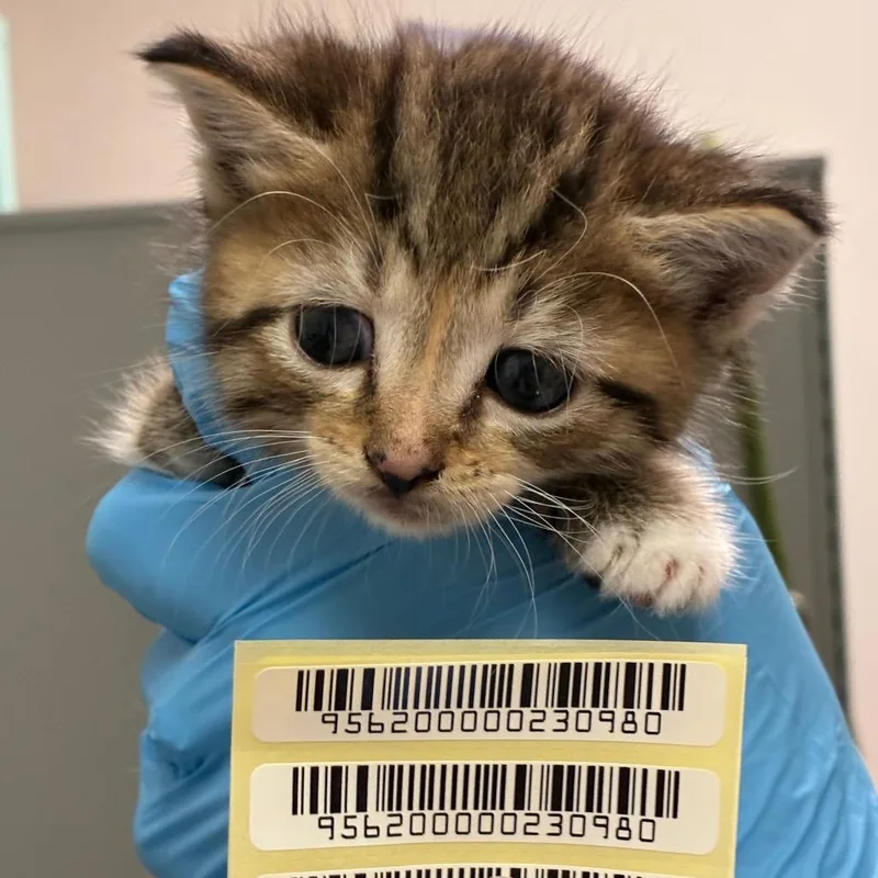 A baby small-sized female Brown / Chocolate Domestic Short Hair cat named Red for adoption in Charleston, WV
