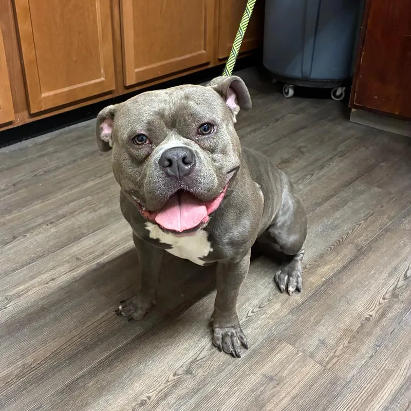 An adult large-sized male Brown / Chocolate Pit Bull Terrier dog named Ozzy Pawsborne for adoption in Danville, KY